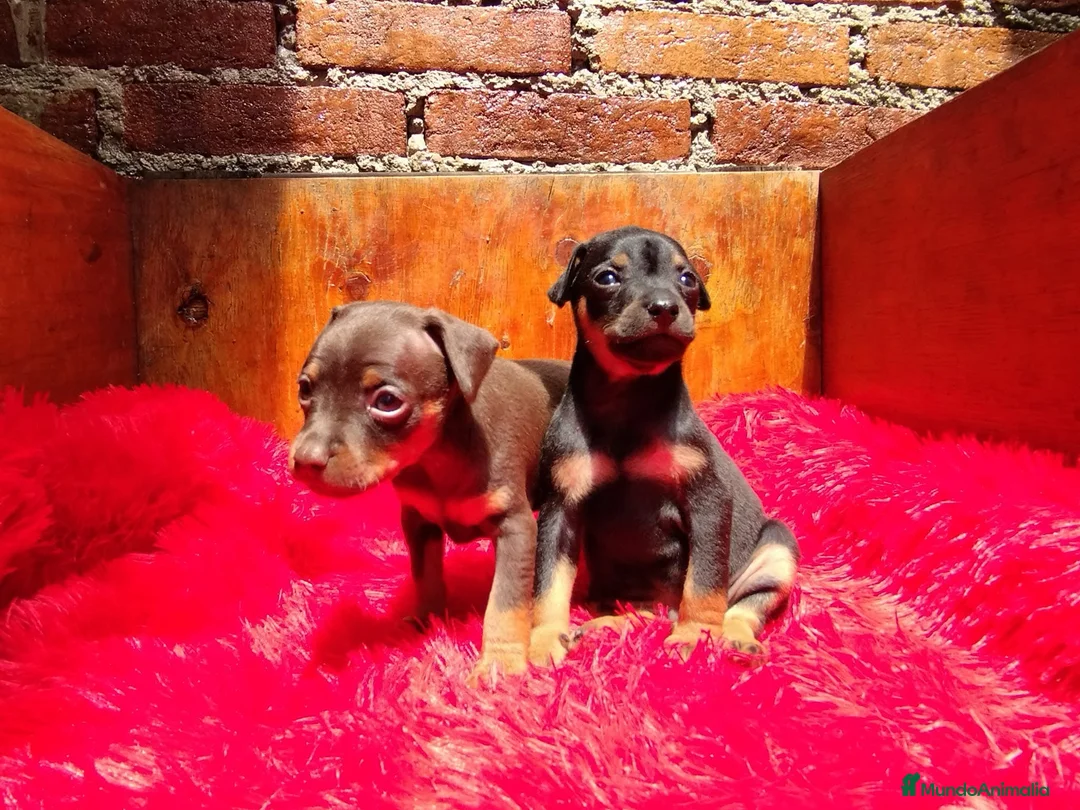 Pinscher Miniatura perros en venta: Mini pincher ! Para entregar !  en Cáceres - Anuncio 1