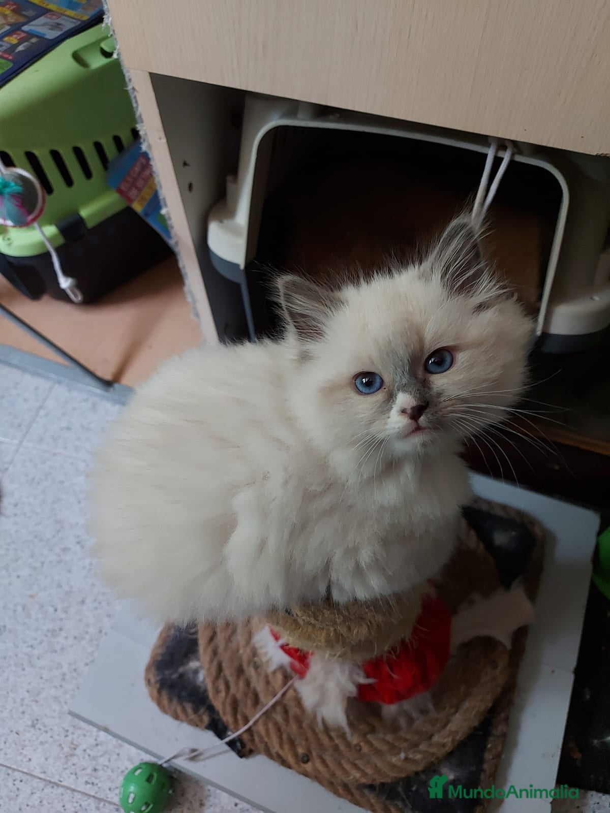 Siberiano gatos Siberianos  - Anuncio 12
