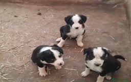 Border Collie perros en venta: Impresionantes camada de border collie  - Imagen 2