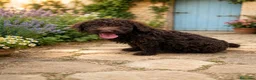 Perro de Agua Español perros en venta: Cachorros de agua criados en familia - Anuncio 2