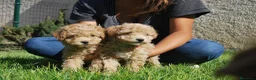 Maltipoo perros en venta: Cachorros de Maltipoo del Alto del Pago - Anuncio 8