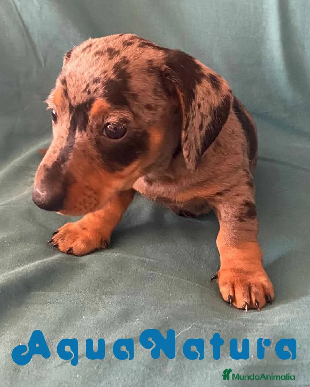 Teckel perros en venta: Teckel Macho de Tita Junior y Tilo 5835-AQUANATURA en Barcelona - Anuncio 5