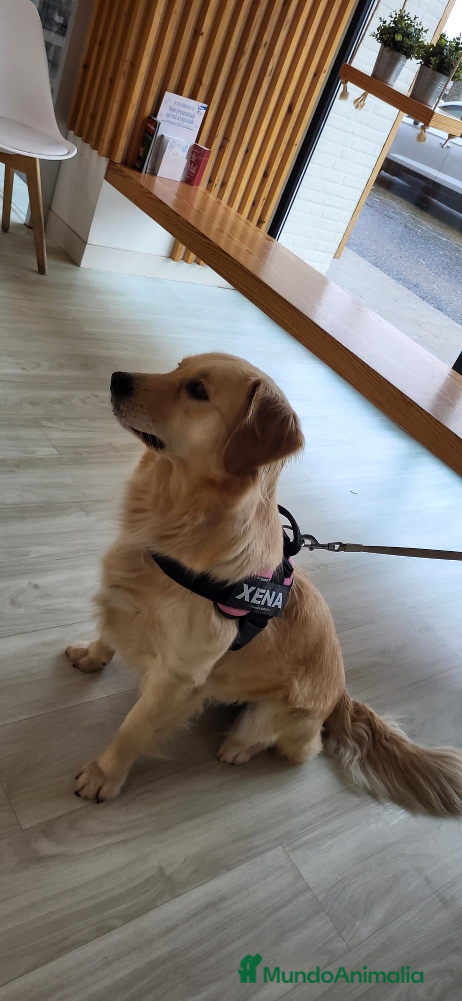 Golden Retriever perros Cachorros Golden Retriever - Anuncio 2