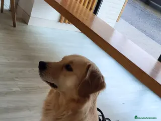 Golden Retriever perros Cachorros Golden Retriever - Anuncio 2