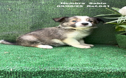 Border Collie perros en venta: BORDER COLLIE sable - Imagen 5