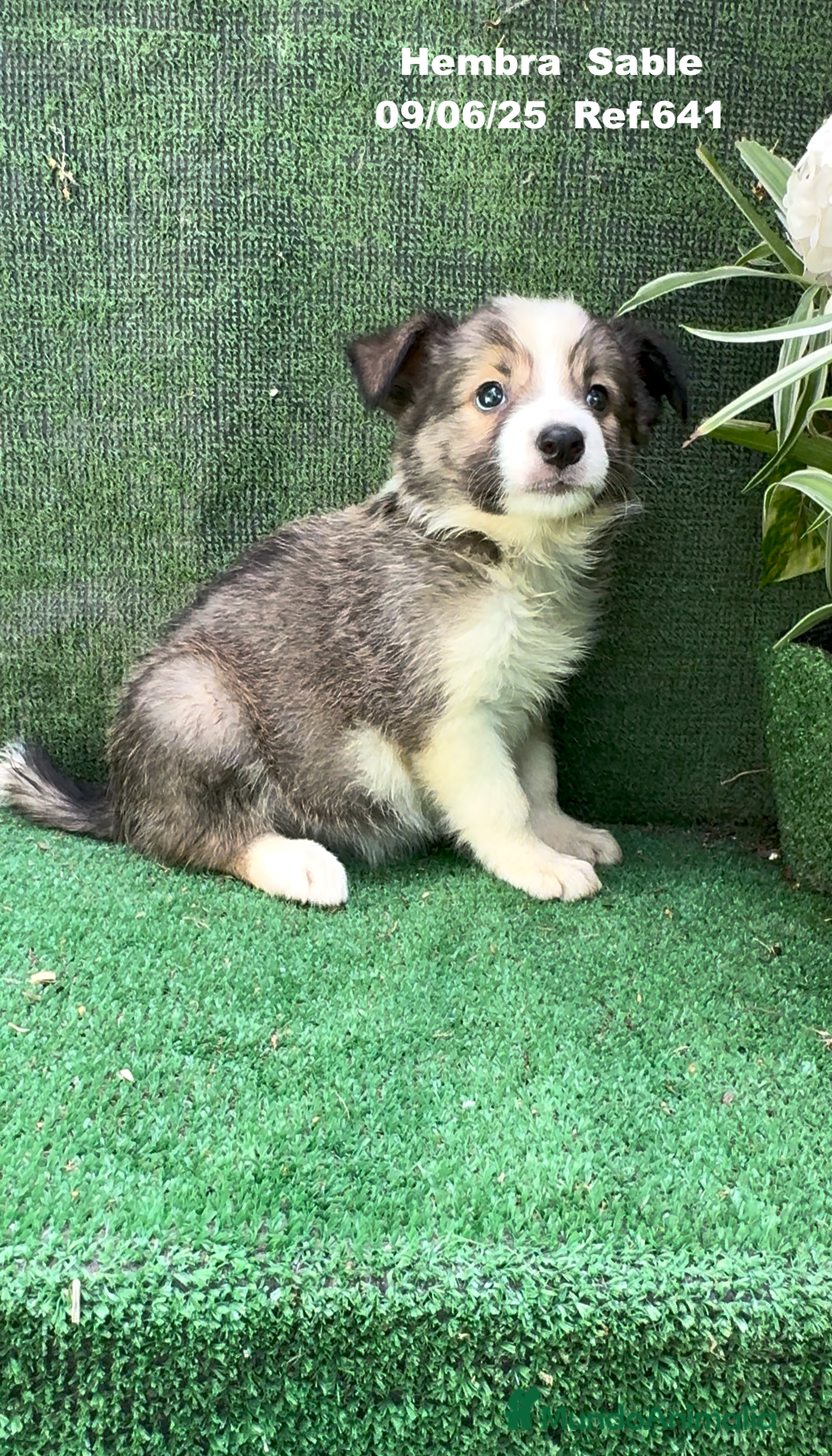 Border Collie perros en venta: BORDER COLLIE sable - Imagen 5