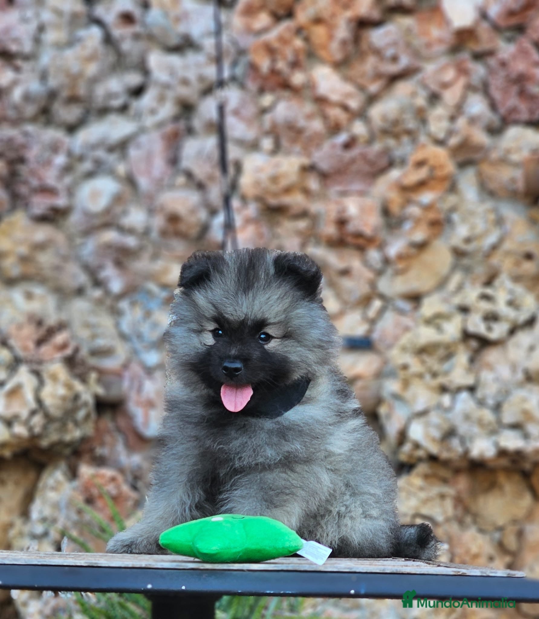 Spitz Lobo - Wolfsspitz perros Bebés WOLFSPITZ keeshond - Anuncio 1