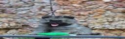 Spitz Lobo - Wolfsspitz perros en venta: Bebés WOLFSPITZ keeshond - Anuncio 1