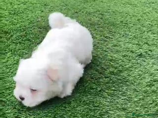 Bichón Maltés perros Camada raza Bichon Maltes en Granada - Anuncio 5