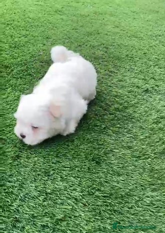 Bichón Maltés perros en Granada - Anuncio 10