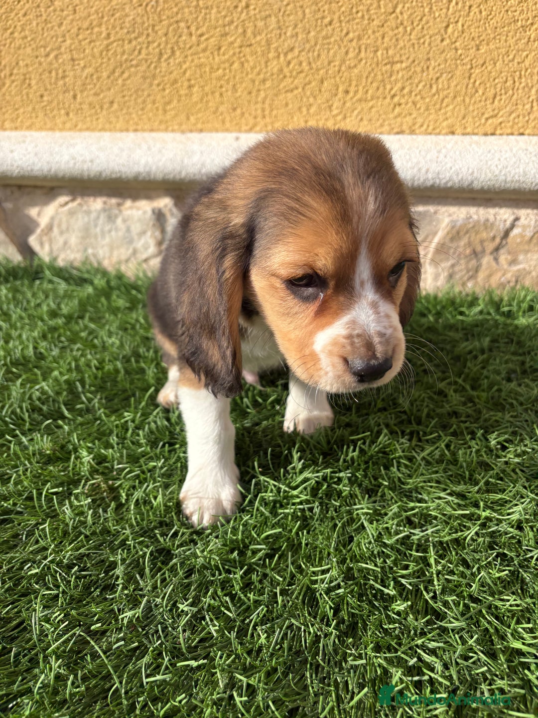 Beagle perros en venta: Espectacular cachorro de Beagle - Anuncio 35