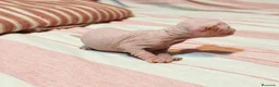 Sphynx gatos en venta: Magnificos Sphyx blancas - Anuncio 6
