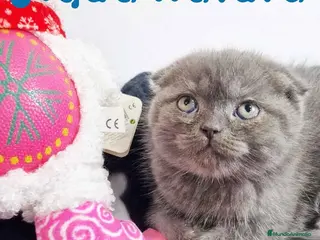 Scottish Fold gatos Gatitos SCOTTISH FOLD - AQUANATURA - Anuncio 4