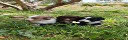 Otras razas perros en venta: AUSTRALIAN WATER DOG - Anuncio 22