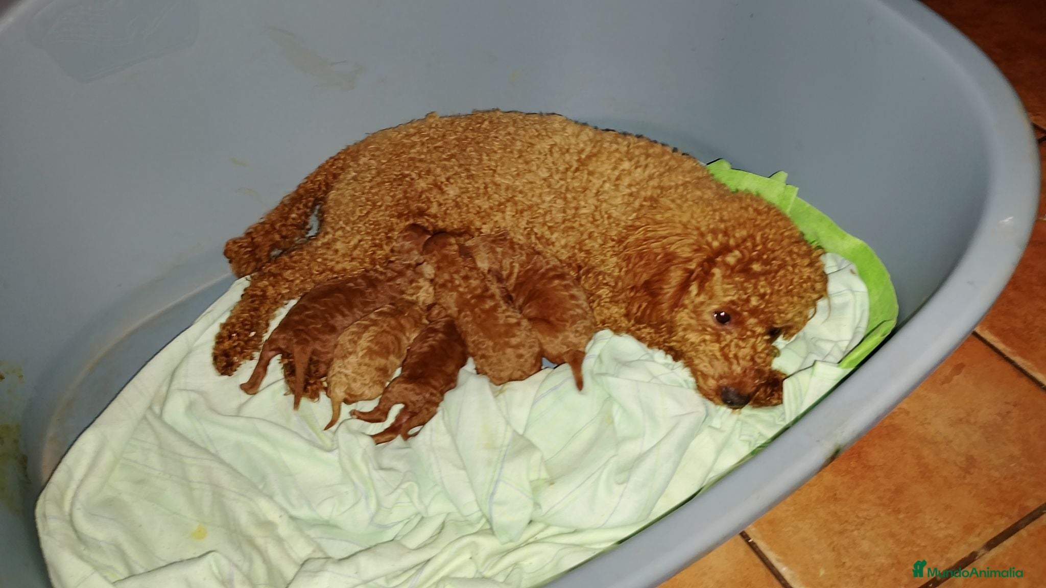 Caniche Enano perros Caniches enanos  - Anuncio 1