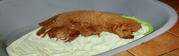 Caniche Enano perros en venta: Caniches enanos  - Anuncio 1