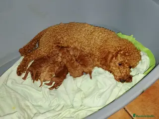 Caniche Enano perros Caniches enanos - Anuncio 1