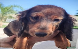 Teckel perros en venta: Cachorrita teckel de pelo largo. - Anuncio 2