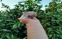 Chihuahua perros en venta: Chihuahua toy - Imagen 2