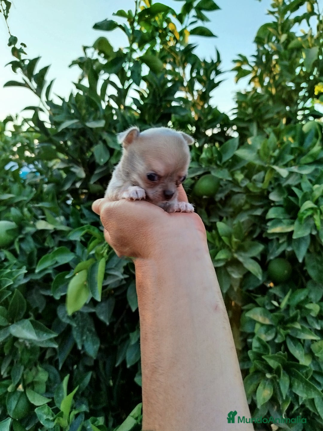 Chihuahua perros en venta: Chihuahua toy - Imagen 2