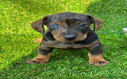 Teckel Miniatura perros en venta: Teckel cachorros miniatura  - Imagen 1