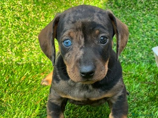 Teckel Miniatura perros - Anuncio 33