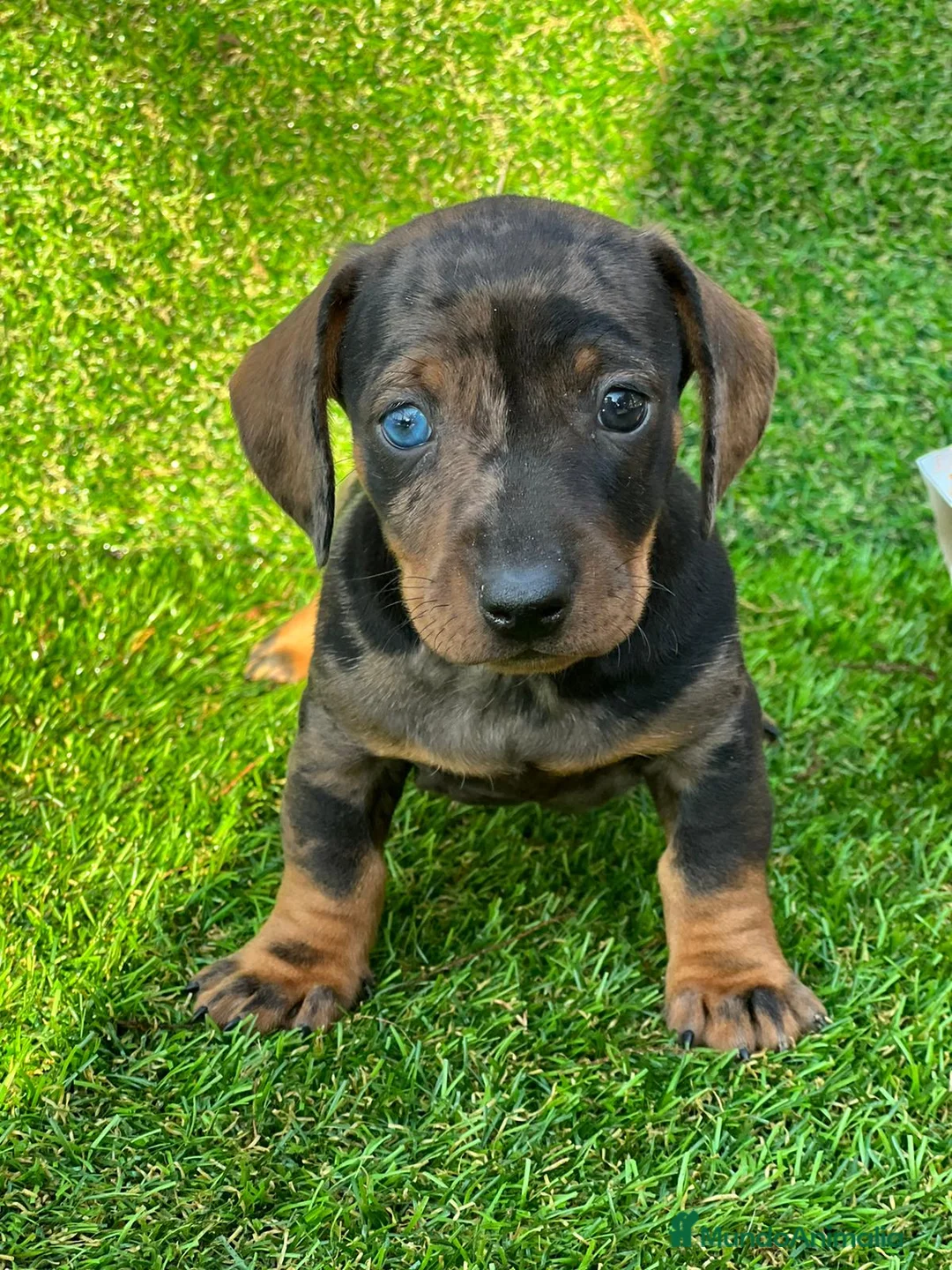 Teckel Miniatura perros en venta: Teckel cachorros miniatura  - Anuncio 1