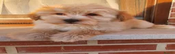 Maltipoo perros en venta: Maltipoo cachorro macho - Anuncio 10