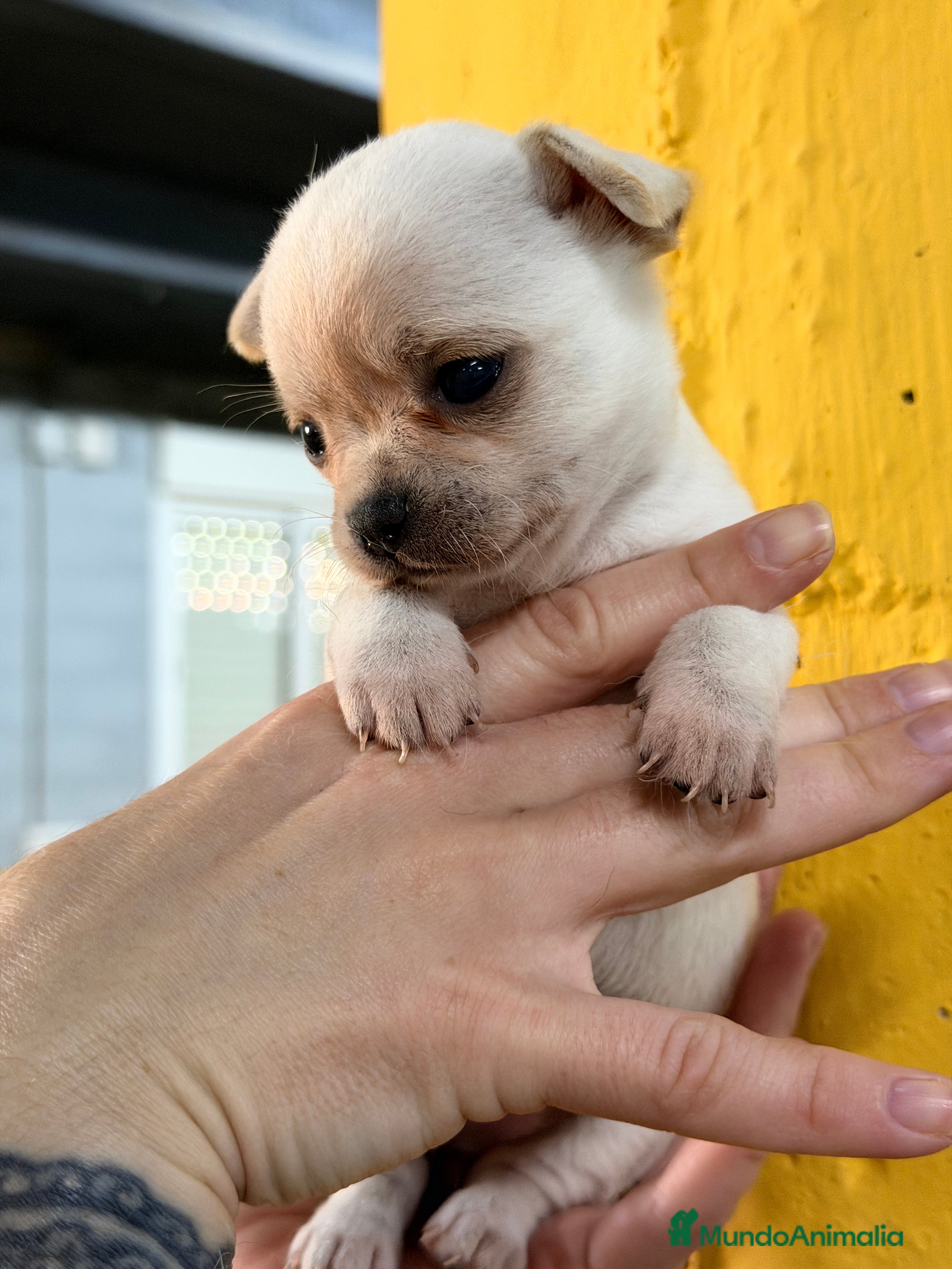 Chihuahua perros Chihuahua mini blanca  - Anuncio 2