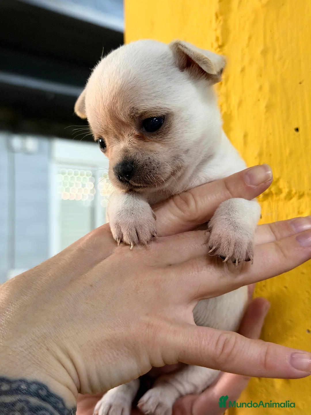 Chihuahua perros en venta: Chihuahua mini blanca  - Anuncio 2