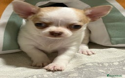 Chihuahua perros en venta: Exclusivos chihuahuas rusos - Imagen 4