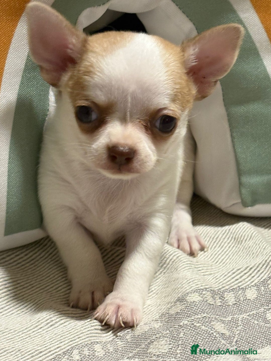 Chihuahua perros en venta: Exclusivos chihuahuas rusos - Imagen 4