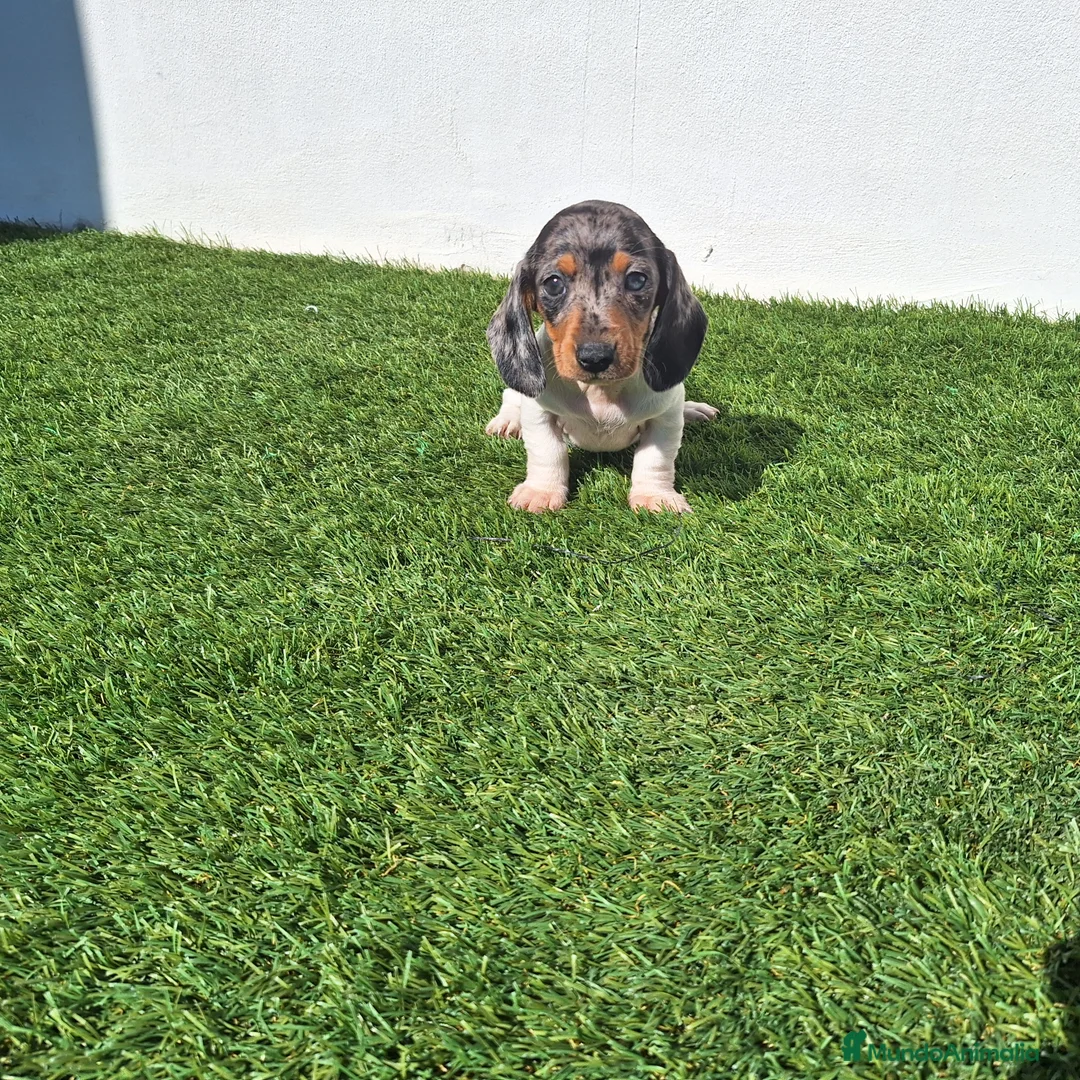 Teckel Miniatura perros en venta: TECKEL MINIATURA - Anuncio 5