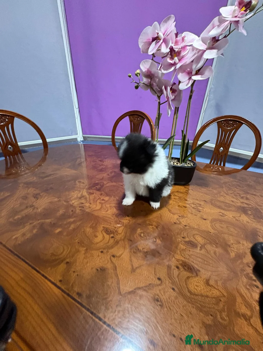 Pomerania perros en venta: Lulu Pomerania toy Party se llama Pinto - Anuncio 6