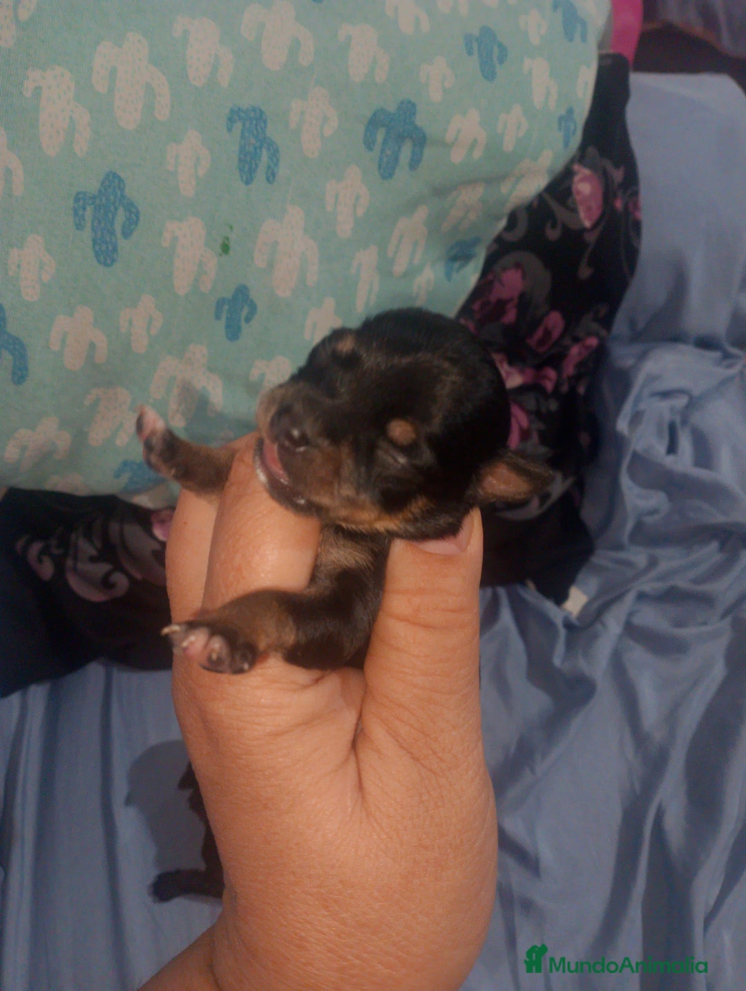 Chihuahua perros en venta: Camada para reservar  - Imagen 8