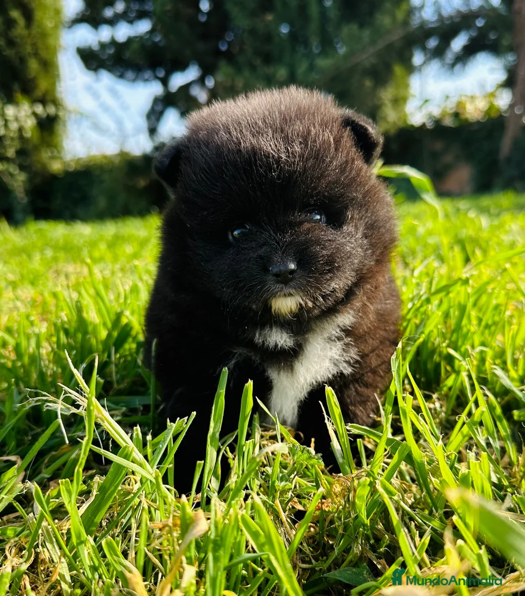 Imagen de galería {{count}}