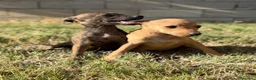 Whippet perros en venta: Whippet hembras de calidad  - Anuncio 2
