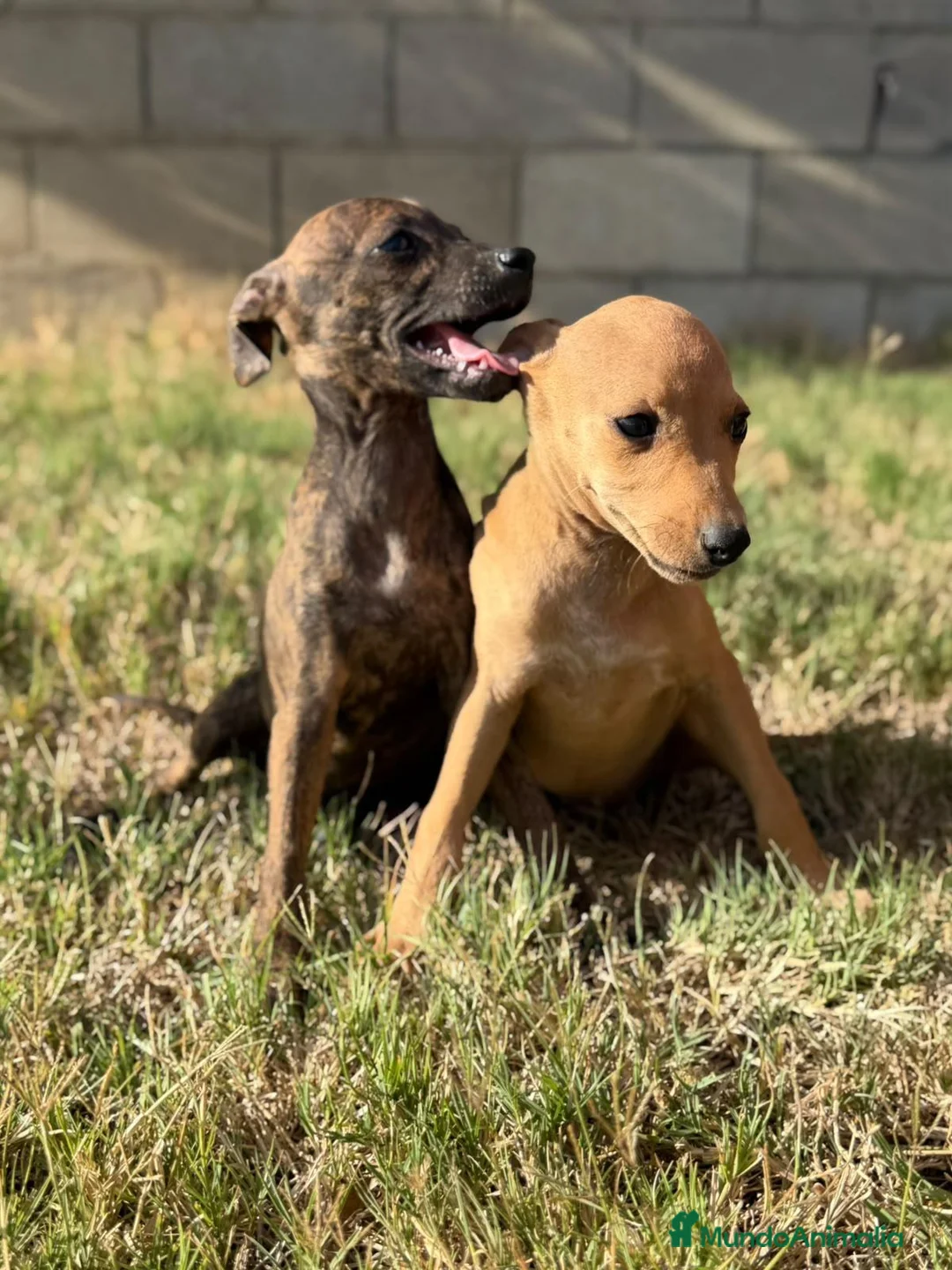 Whippet perros en venta: Whippet hembras de calidad  - Anuncio 2