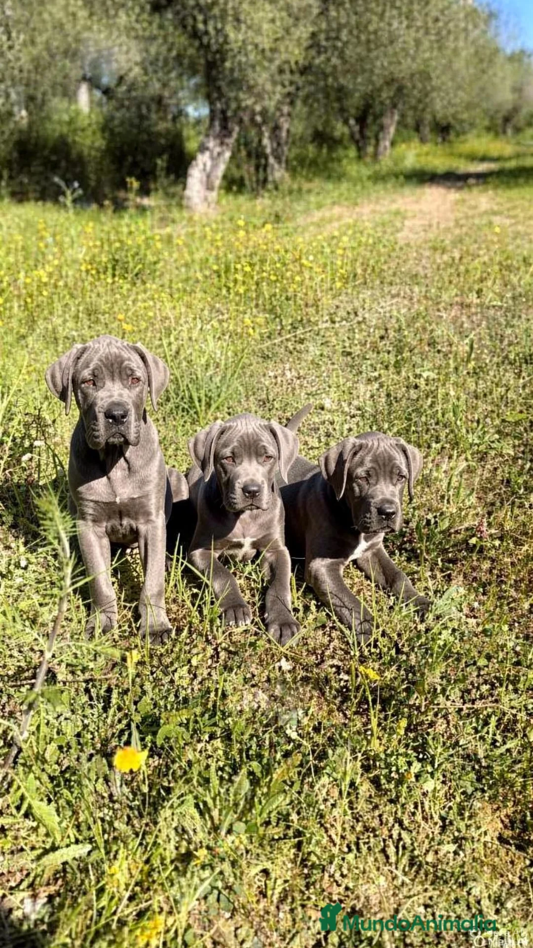 Cane Corso perros Cane corso - Anuncio 3