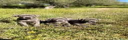 Cane Corso perros en venta: Cane corso - Anuncio 1