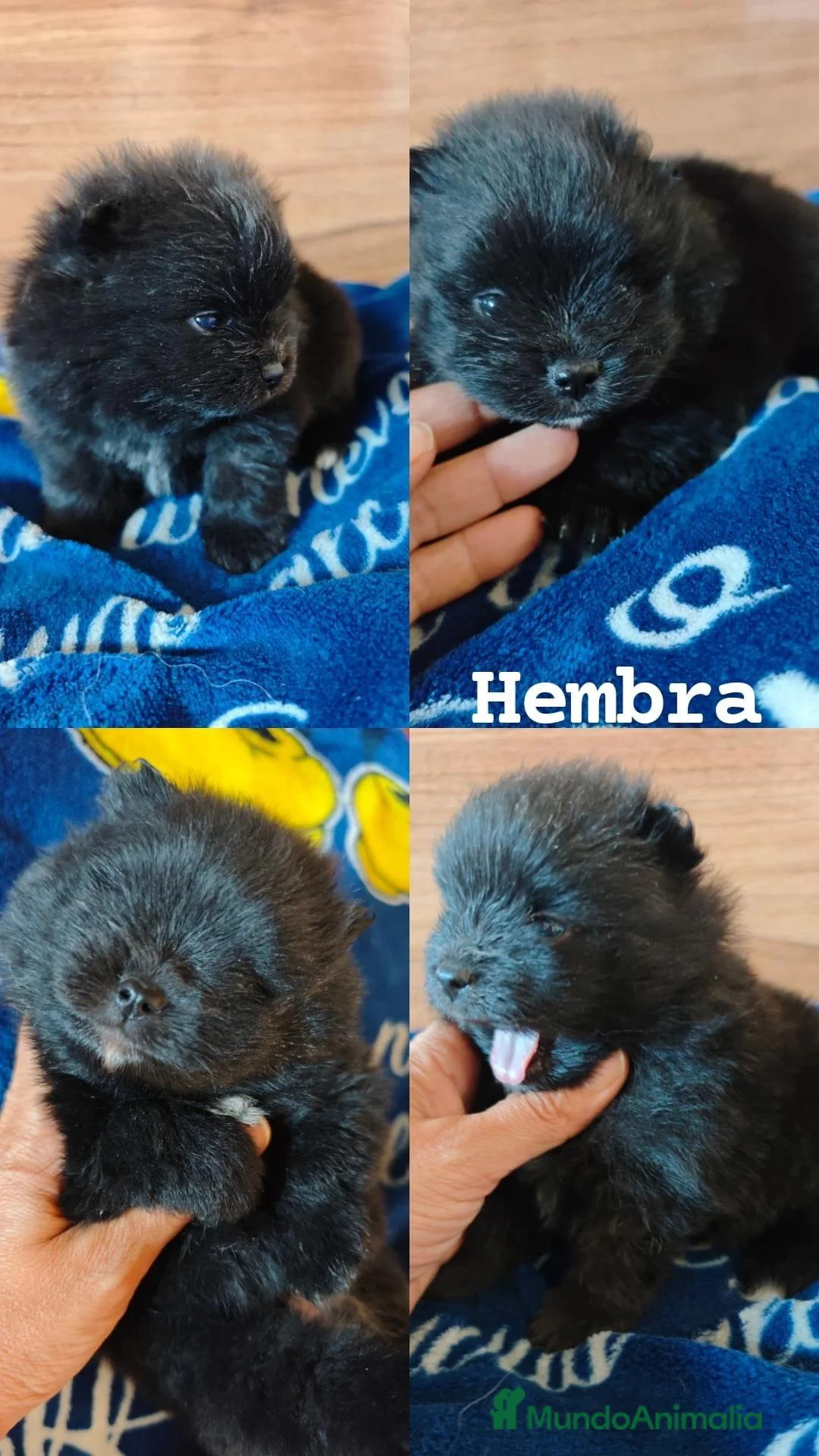 Pomerania perros en venta: Pomerania  - Anuncio 2