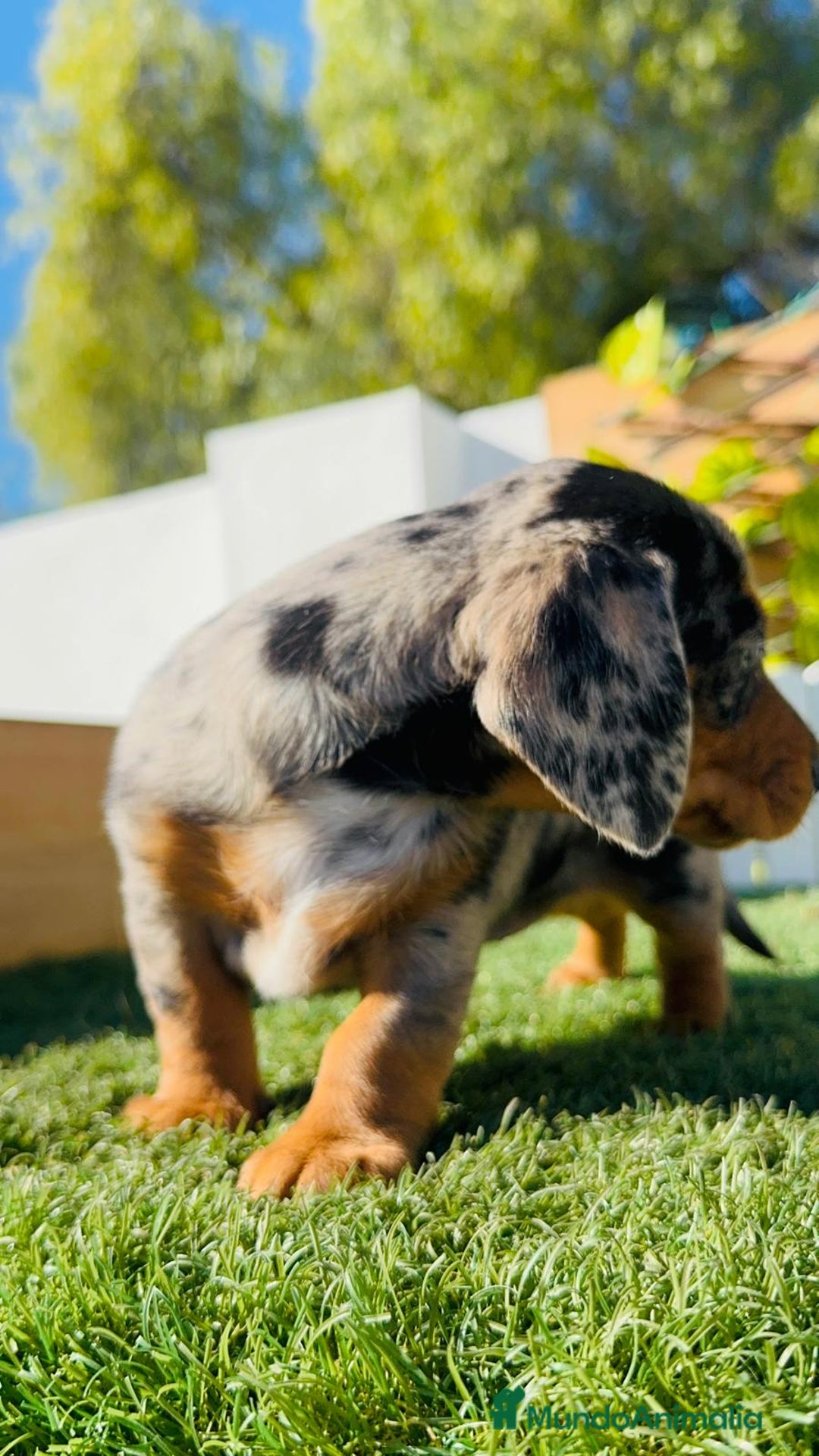 Teckel Miniatura perros en venta: TECKEL MINIATURA HEMBRA - Anuncio 22