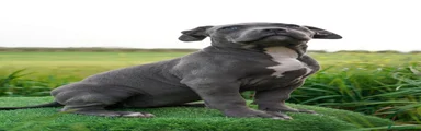 American Bully 3