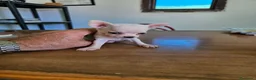 Chihuahua perros en venta: Chihuahuas mini toy  - Anuncio 4