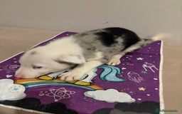 Border Collie perros en venta: Border collie  - Imagen 24