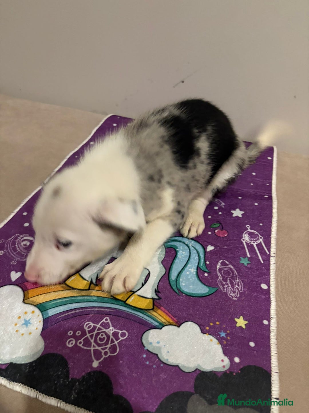 Border Collie perros en venta: Border collie  - Imagen 24