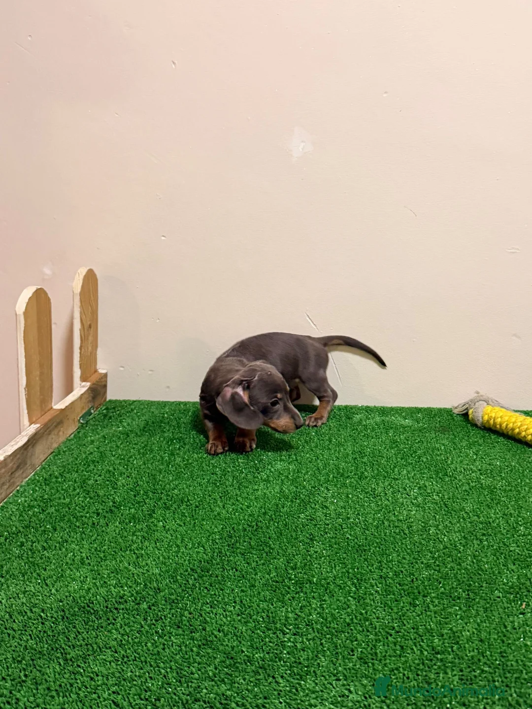 Teckel Miniatura perros en venta: Teckel kanichen Blues Preciosos  - Anuncio 2