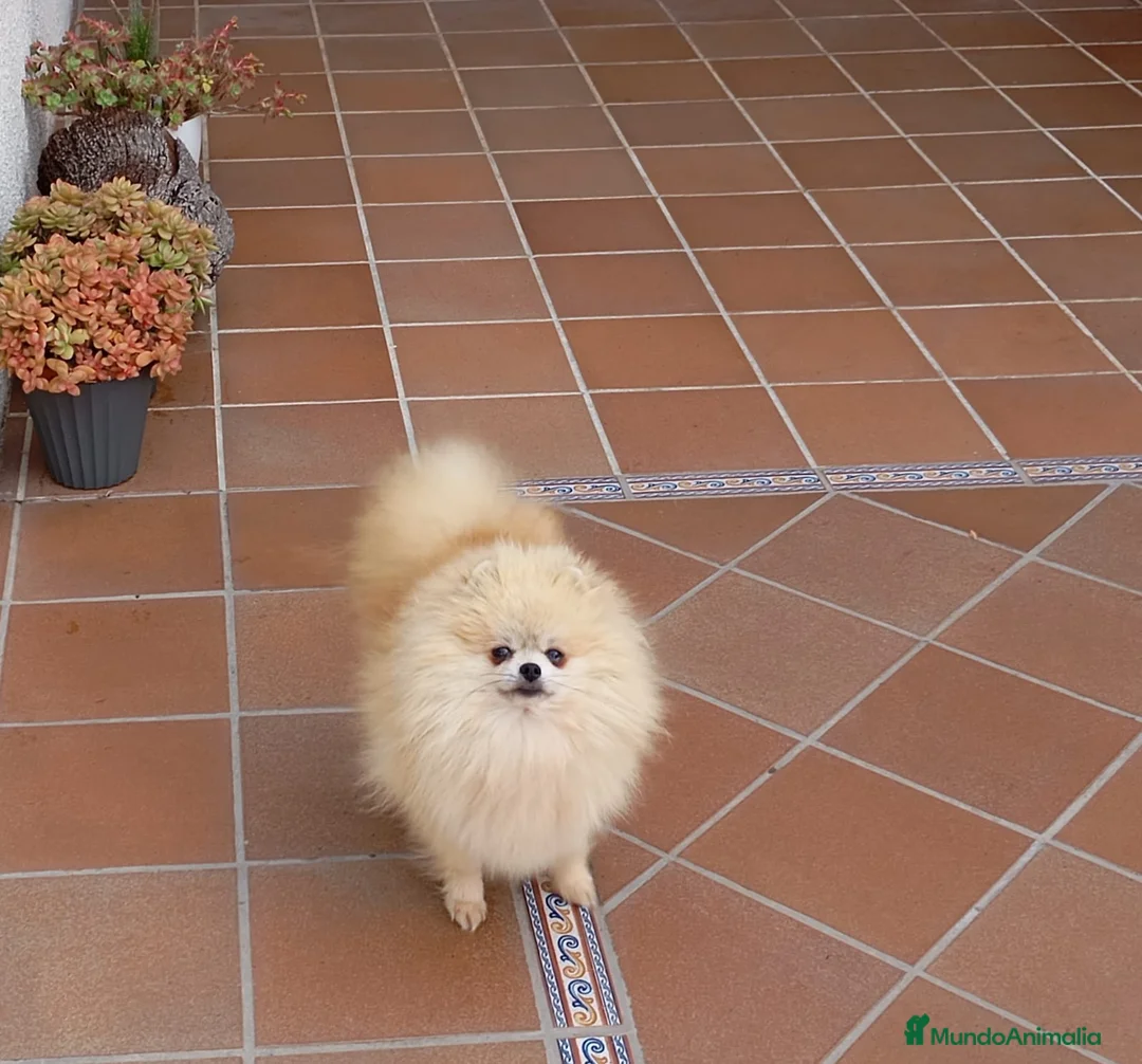 Pomerania perros en venta: Lulu Pomerania cara de oso  - Anuncio 9
