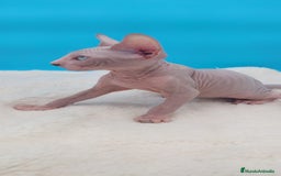 Sphynx gatos en venta: Machito ojos claros  - Imagen 7