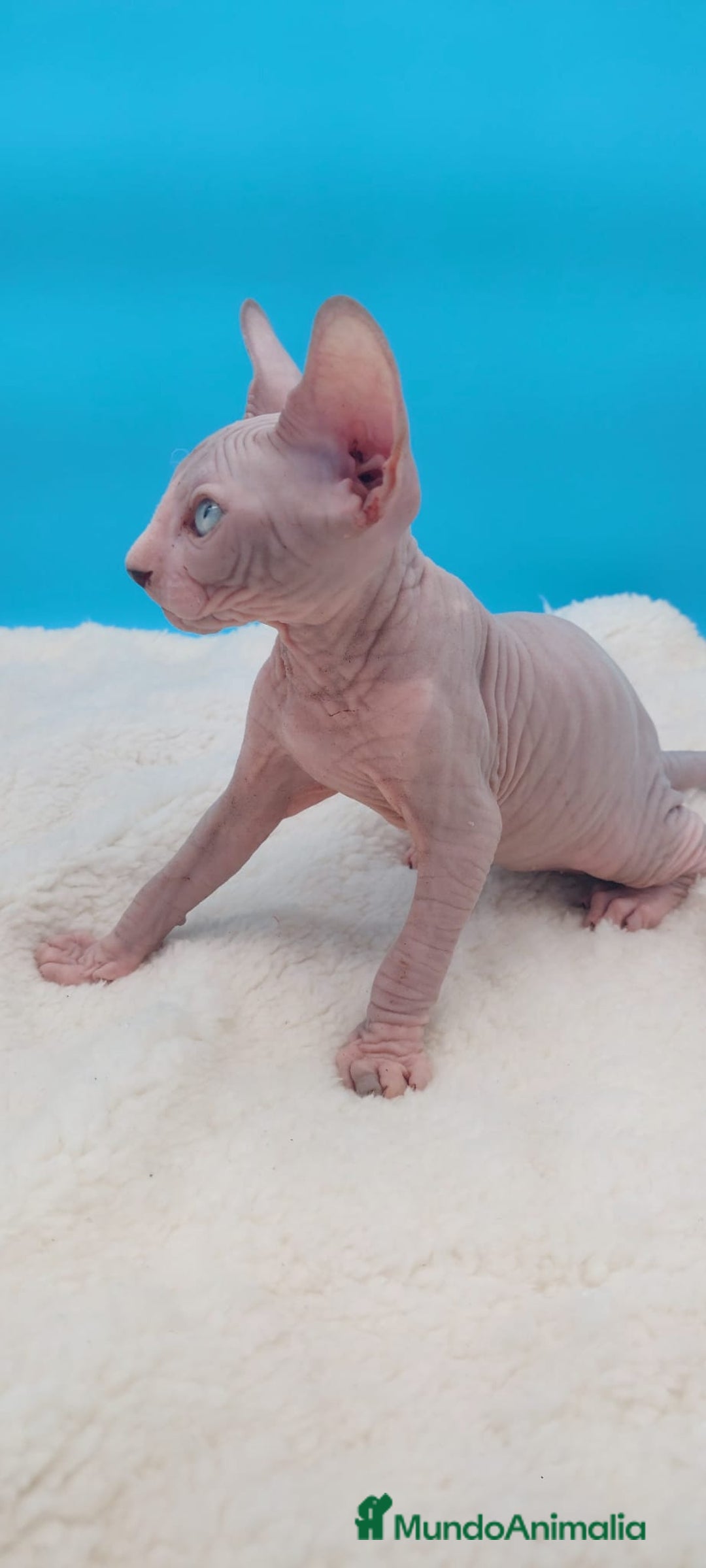 Sphynx gatos en venta: Machito ojos claros  - Imagen 7